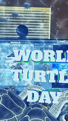 World Turtle Day