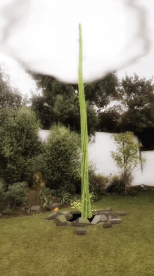 The Magic Beanstalk