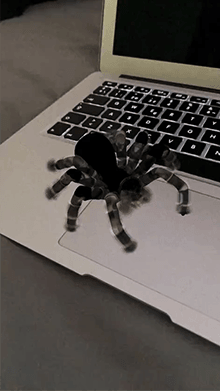 🕷️ Tarantula 🕷️