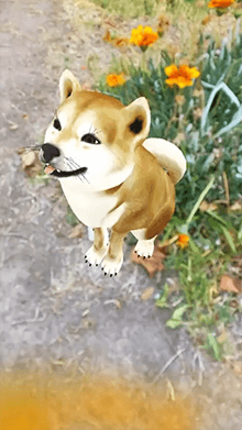 Cute Shiba Inu 🐕
