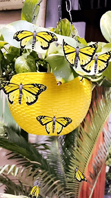 Butterflies Around