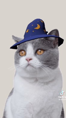 Wizard Cat