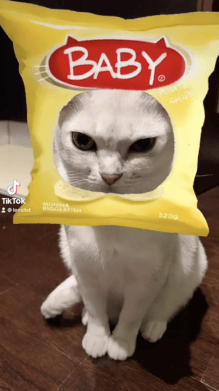 Snack Baby Cat