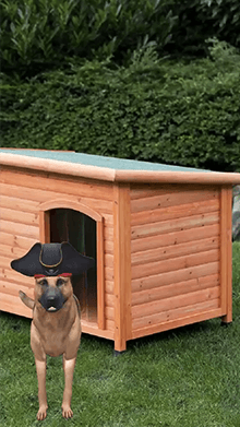 Dog