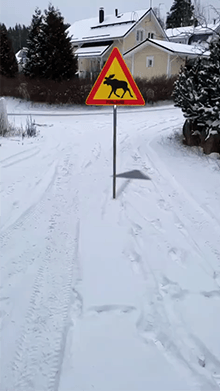 Moose Crossing