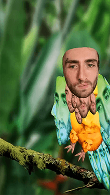 Bird Pitt