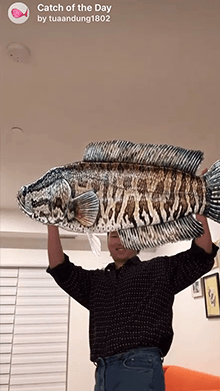 Catch of the Day