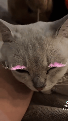 Cat Lash