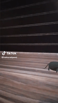 Rat Infestation