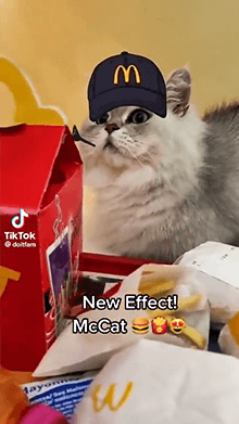 McCat