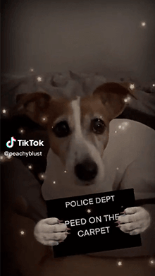 pet mugshot