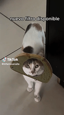 cat breading