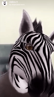 Zebra