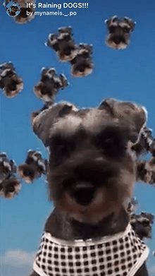 It's Raining DOGS!!!