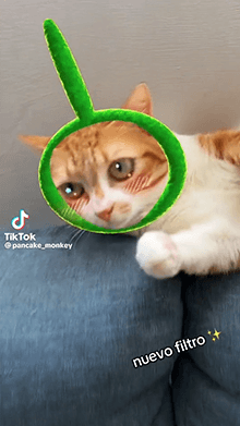 Teletubbies cat
