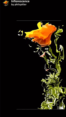 Inflorescence