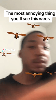 BeeHive