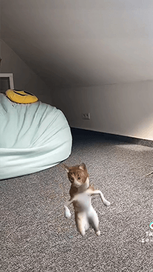 Happy Cat