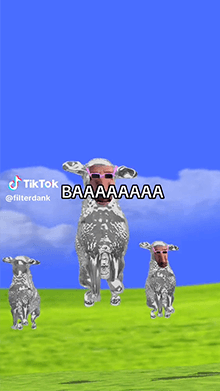 My Sheeple