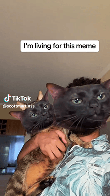 Black Cat Meme