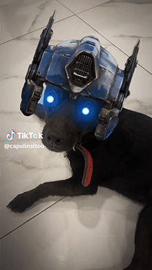 Transformers Pet Vision