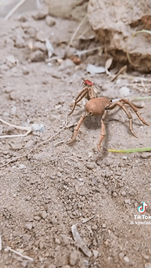 Hungry Spider