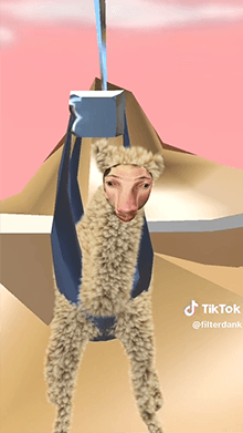 Camel Zipline