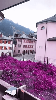 All pink by Deivid R