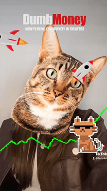DUMB MONEY LASER CAT