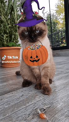 Treat Meow