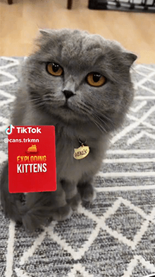 Exploding Kittens