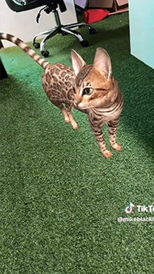 Kitten