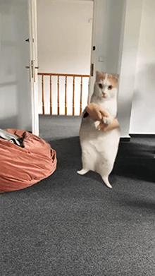 DANCING EDM CAT