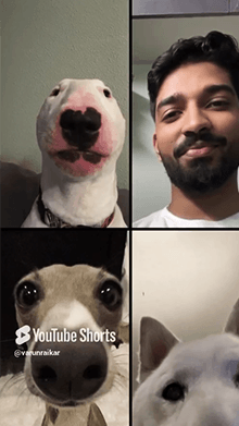 Video Call with Meme Dogs