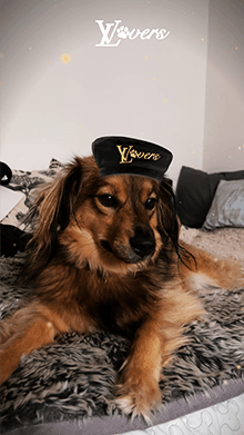 LV Dog LVRS