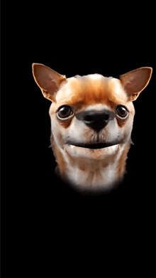 Chihuahua Face