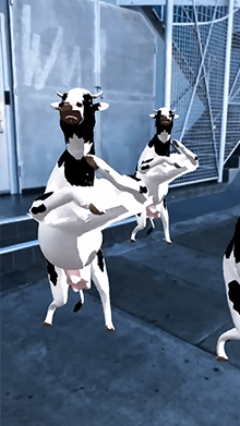 dancing cows