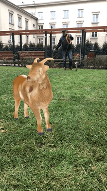 Surprise Goat