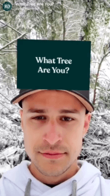 What Tree Are You?