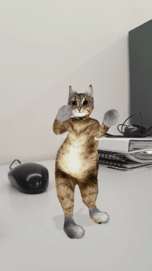 cat dancing