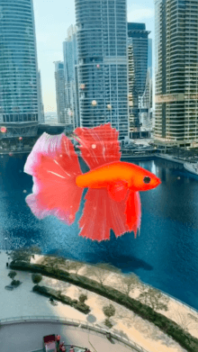 Fish Betta Red