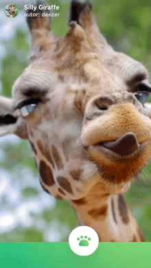 Silly Giraffe