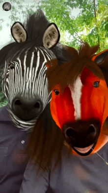 Buddies Zebra&amp;Horse