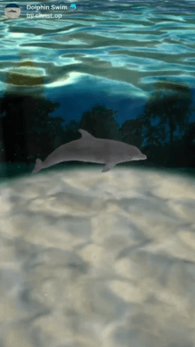 Dolphin Swim