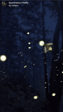 Synchronous Firefly