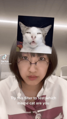 meme cat test