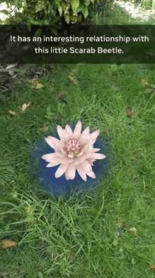 Amazon Lily Flower