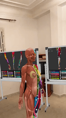 Anatomy human AR
