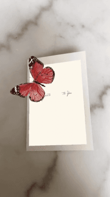 BUTTERFLY A02