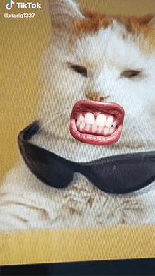 Cat Grind Teeth